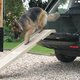 Dog step Dog step