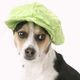 Honden pet