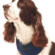 Cooler pet collar Cooler pet collar