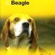 Over dieren de beagle