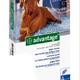 Bayer advantage hond Bayer advantage hond