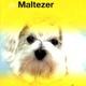 Over dieren de maltezer Over dieren de maltezer