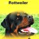 Over dieren de rottweiler Over dieren de rottweiler