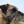 honden page profiel Inge en Jessy & Binti
