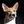 honden page profiel Safi Kengee