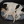 honden page profiel Sanne, Fanny & Vita