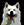 honden page profiel Nienke & de roedel