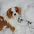 sneeuwpret