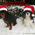 kerst