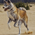 Brindle Akita 