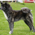 Brindle