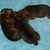 De 3 puppy's pas geboren op 1 Januari 2011 teefje Bridney Reutje Bradley Teefje Angel het zijn echt mooie dwergpinscher's kijk zelf maar eens,Gr jolanda en de dwergjes.