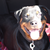 onze 10 maanden jonge rottie