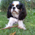 Charlie de cavalier