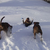Onze boxers vinden sneeuw ook super!! Helaas de oudste is in mei overleden.