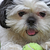 speel shih tzu