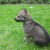 puppy's van 't Aelse Sluske