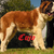 Cujo, 7 maand oud.