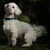 Onze stamboomloze maltezer Bruno