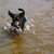 water-pinscher woody