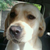 dit is ook men hond die noemt boomer xxxily