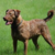 Chesapeake Bay Retriever