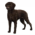 Curley Coated Retriever