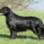 Flatcoated Retriever
