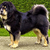 Tibetaanse Mastiff