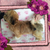 Lhasa Pup