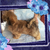 Lhasa pup