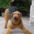 airedale terrier spelen
