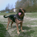 Spike Rottweiler X duitse herder