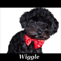 Wiggle moeder yorki vader toypoedel