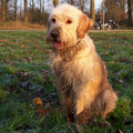 Matchy- kruising Golden Retriever/moeder onbekend