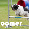 boomer bij een agility-wedstrijd
