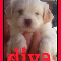 diva 6 weekjes