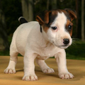 jack russell