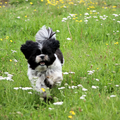 De gelukkige Shih Tzu Shihla