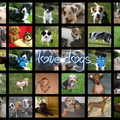 de nieuwe achtergrond van love dogs