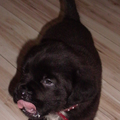Bear bordeauxdog x Newfoundlander