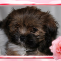 Dit is Kira een Lhasa Apso!!