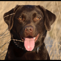 Once a Labrador always a Labrador