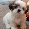 korte shih tzu