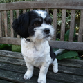 buiten shih tzu