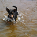 water-pinscher woody