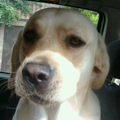 dit is ook men hond die noemt boomer xxxily