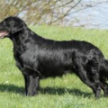 Flatcoated Retriever