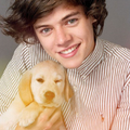 harry love pup ja super