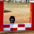 agility met Max